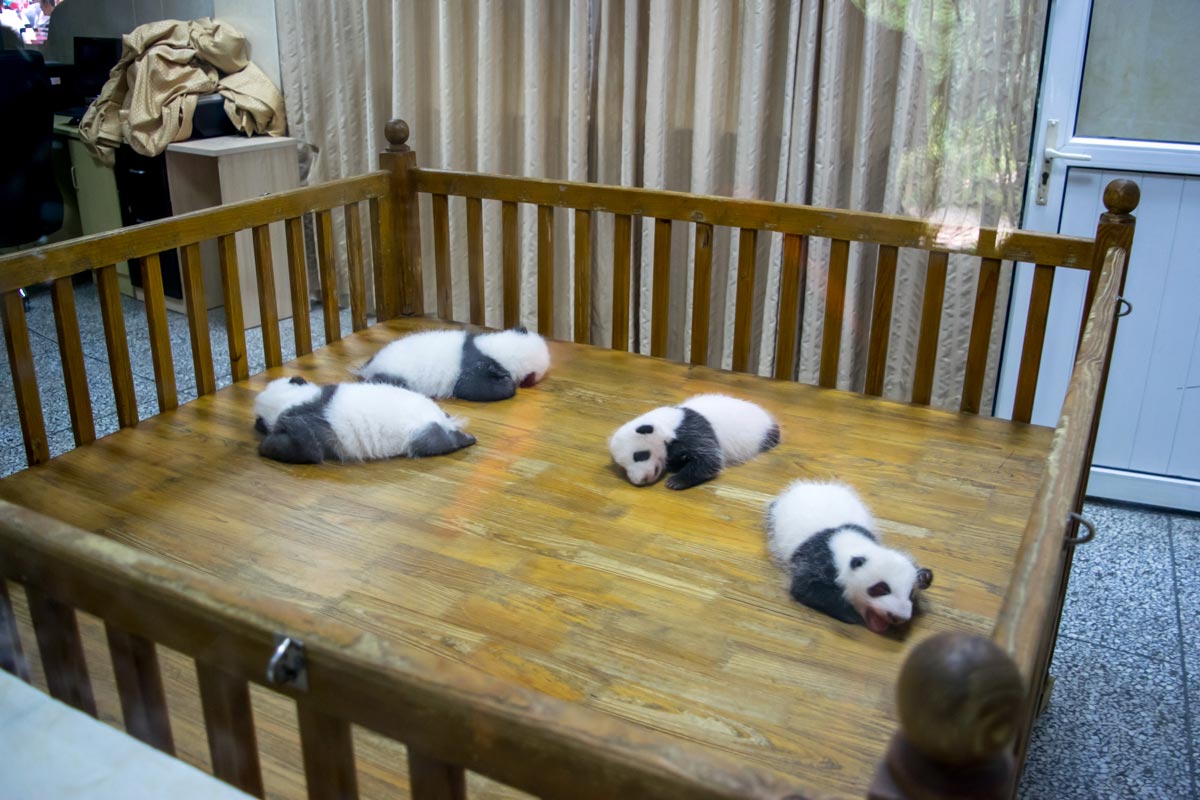 Panda Chengdu